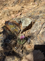 Ferocactus macrodiscus macrodiscus