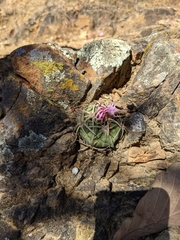 Ferocactus macrodiscus macrodiscus