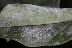 Erysiphe lagerstroemiae