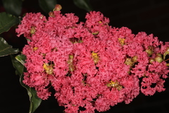 Erysiphe lagerstroemiae