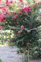 Erysiphe lagerstroemiae