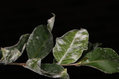 Erysiphe lagerstroemiae