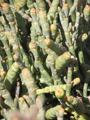 Salicornia quinqueflora