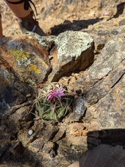 Ferocactus macrodiscus macrodiscus