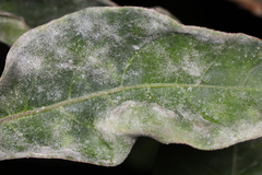 Erysiphe lagerstroemiae