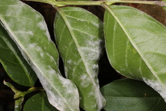 Erysiphe lagerstroemiae