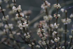 Retanilla ephedra