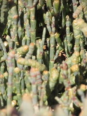 Salicornia quinqueflora