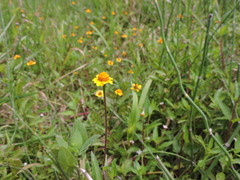 Acmella oppositifolia
