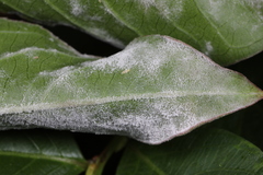 Erysiphe lagerstroemiae
