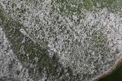 Erysiphe lagerstroemiae
