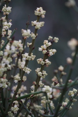 Retanilla ephedra
