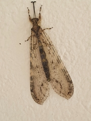 Acanthaclisini
