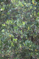 Cercospora adusta