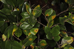 Cercospora adusta