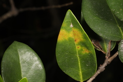 Cercospora adusta