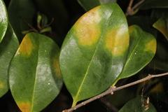 Cercospora adusta