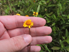 Acmella oppositifolia