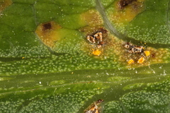 Coleosporium plumeriae