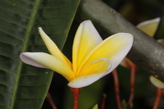 Coleosporium plumeriae