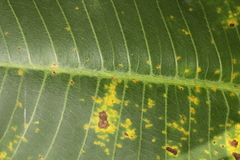 Coleosporium plumeriae