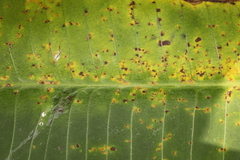 Coleosporium plumeriae