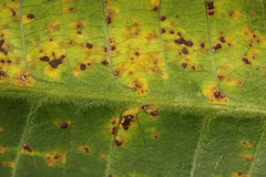 Coleosporium plumeriae