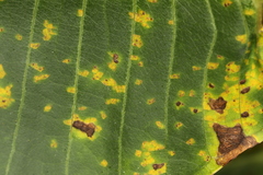 Coleosporium plumeriae