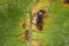 Coleosporium plumeriae