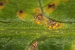 Coleosporium plumeriae