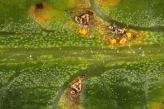 Coleosporium plumeriae