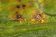 Coleosporium plumeriae