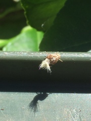 Elicinae