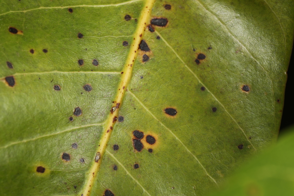 Protea Leaf Anthracnose