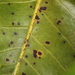 Colletotrichum gloeosporioides - Photo (c) John Plischke,  זכויות יוצרים חלקיות (CC BY-NC), הועלה על ידי John Plischke