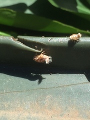 Elicinae