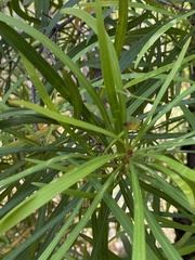 Persoonia longifolia