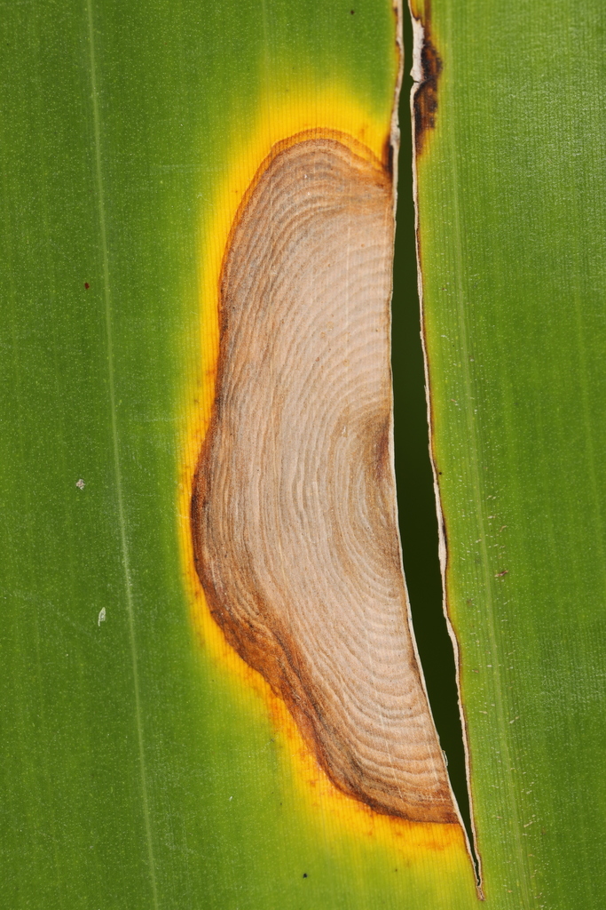 Neocordana