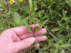 Acmella oppositifolia