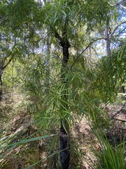 Persoonia longifolia