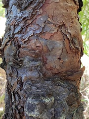 Persoonia longifolia