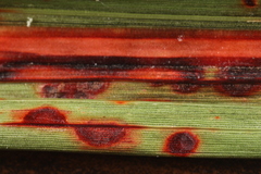 Colletotrichum sublineola