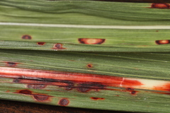 Colletotrichum sublineola