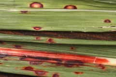 Colletotrichum sublineola