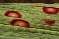 Colletotrichum sublineola