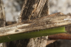Colletotrichum graminicola