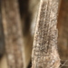 Colletotrichum graminicola - Photo (c) John Plischke, some rights reserved (CC BY-NC), uploaded by John Plischke