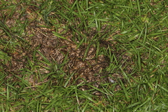 Colletotrichum graminicola