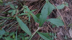 Vernonia greggii