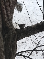 Zonotrichia albicollis